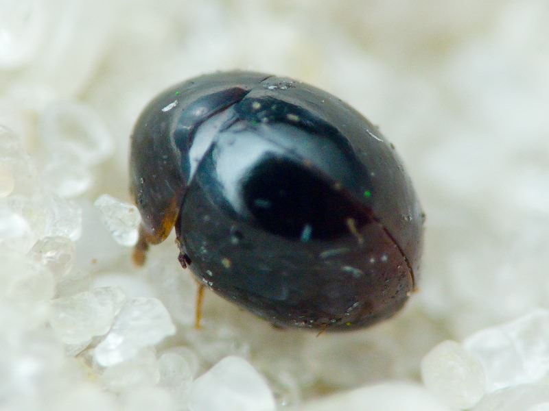 Leiodidae Fleming, 1821